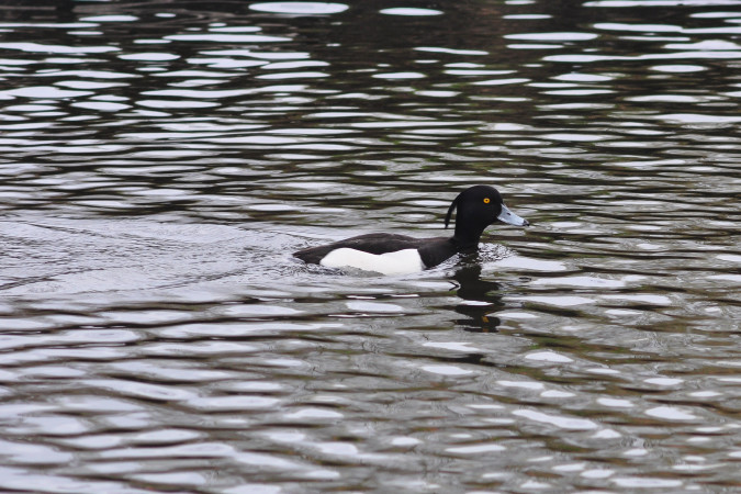duckpad_001a.jpg