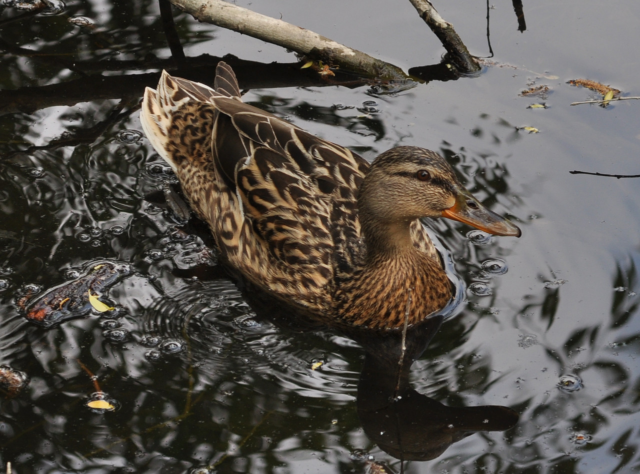 sexy_duck_036344.jpg