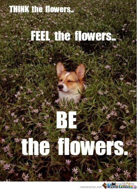 flowers_o_163719.jpg