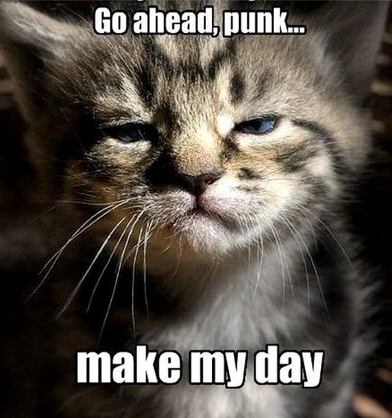 c85bb449180fd671c625e324a2be6a6b--hate-mornings-morning-person.jpg
