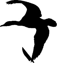 WildDuckArmed.jpg